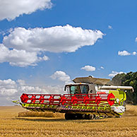 Combine harvester harvesting cereals on cornfield in summer
